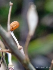 Lepidium desvauxii