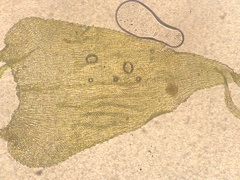 Ctenidium subrectifolium