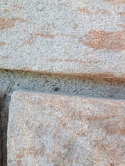 Cosmobaris scolopacea