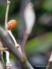 Lepidium desvauxii
