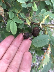 Diplolepis variabilis