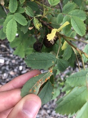 Diplolepis variabilis