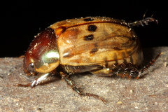 Anomala undulata