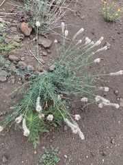 Dalea candida oligophylla