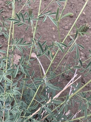 Dalea candida oligophylla