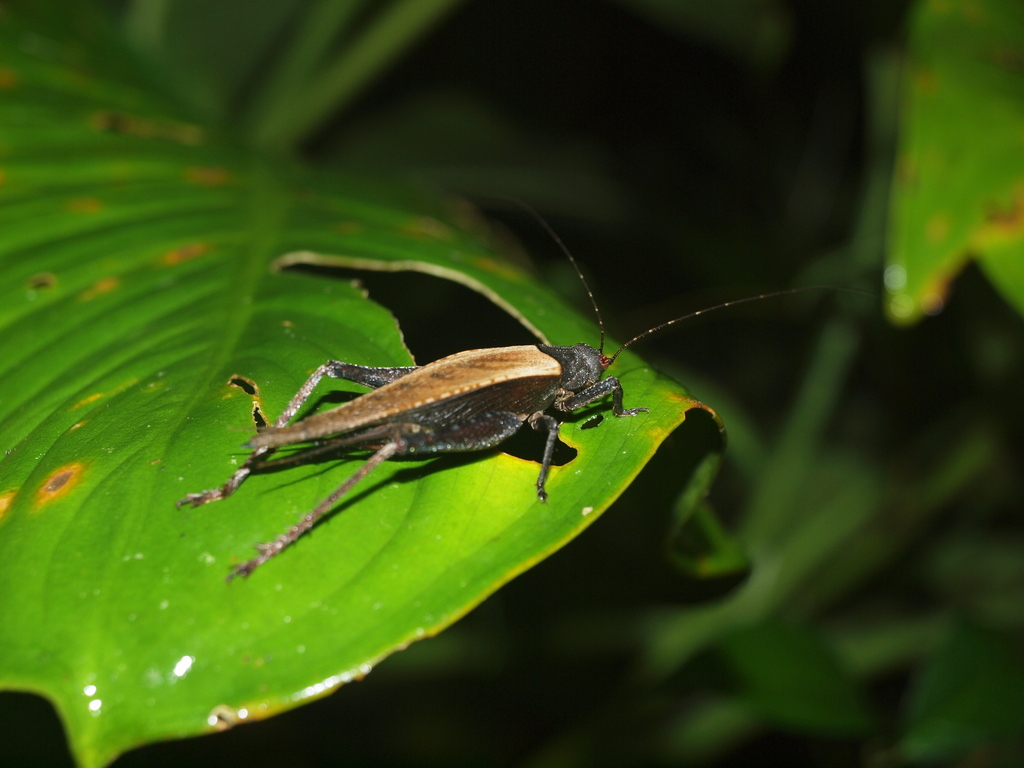Aphonomorphini