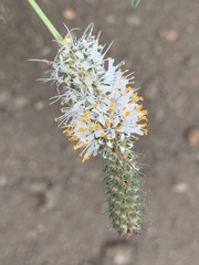Dalea candida oligophylla