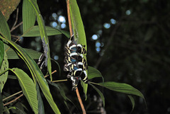 Heliconius eleuchia eleuchia