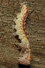 Acronicta increta