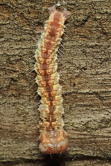 Acronicta increta