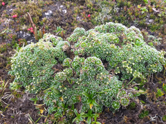 Draba aretioides