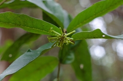 Wikstroemia furcata