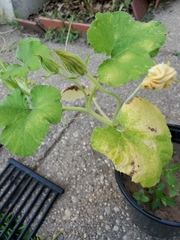 Cucumis melo
