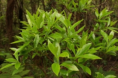 Wikstroemia furcata