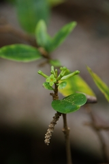 Wikstroemia furcata