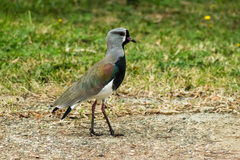 Vanellus chilensis