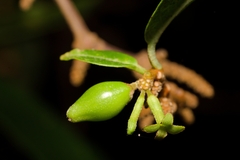 Wikstroemia furcata