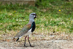 Vanellus chilensis