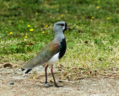 Vanellus chilensis