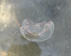 Staurostoma mertensii