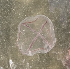 Staurostoma mertensii