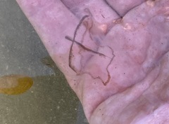 Staurostoma mertensii