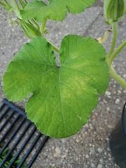 Cucumis melo