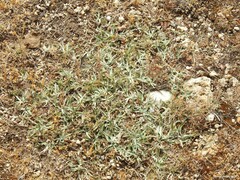 Pilosella castellana