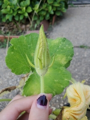 Cucumis melo