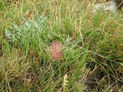 Jurinea humilis