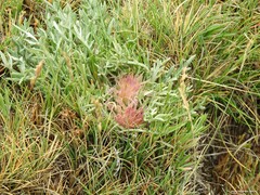 Jurinea humilis