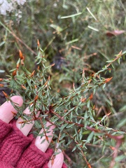 Pultenaea reflexifolia