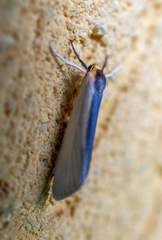 Lepidoptera