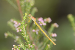 Ceriagrion melanurum