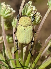 Hoplia chlorophana