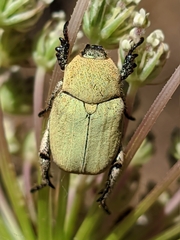 Hoplia chlorophana