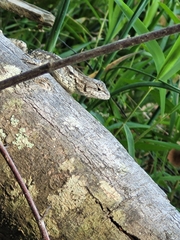 Sceloporus undulatus