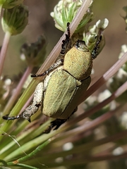 Hoplia chlorophana