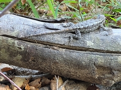 Sceloporus undulatus