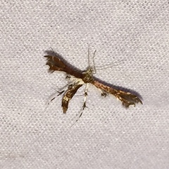 Geina tenuidactylus