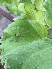Chrysopilus modestus