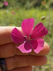 Callirhoe digitata
