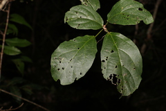 Mallotus claoxyloides