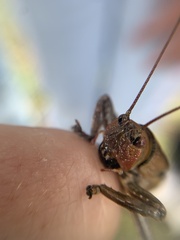 Liparoscella modesta