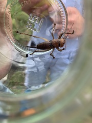 Liparoscella modesta