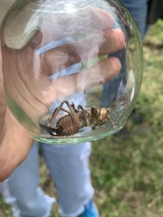 Liparoscella modesta