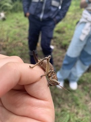 Liparoscella modesta