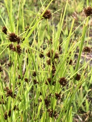 Rhynchospora microcephala