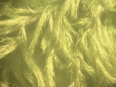 Brachythecium campestre