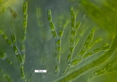 Chaetophora